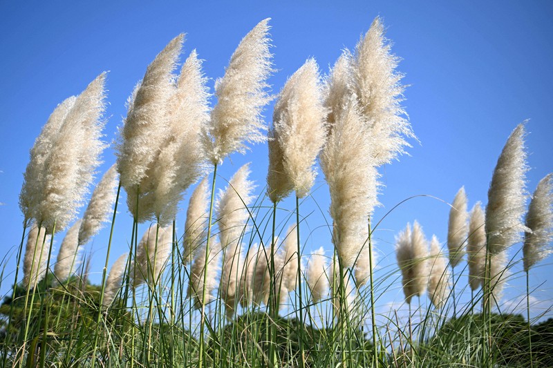 秋風に揺れる「お化けススキ」 パンパスグラスが福岡・海の中道海浜