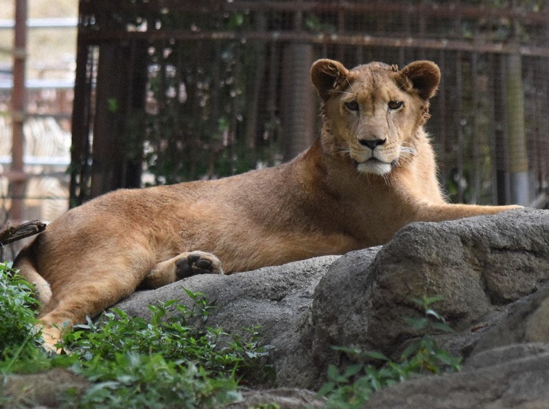 北海道でも愛されてね 愛媛のライオン「クレイ」1歳、引っ越しへ