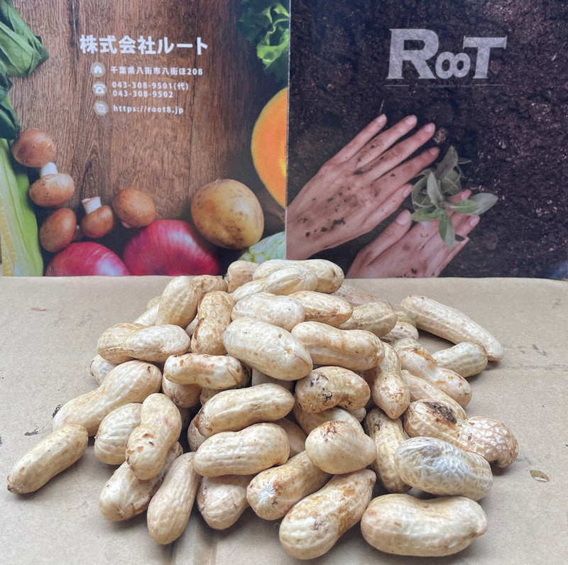 9月2週目収穫 千葉県八街産おおまさり4キロ 千葉県産落花生の収穫時期・新豆販売時期はいつ？プロが教えます！