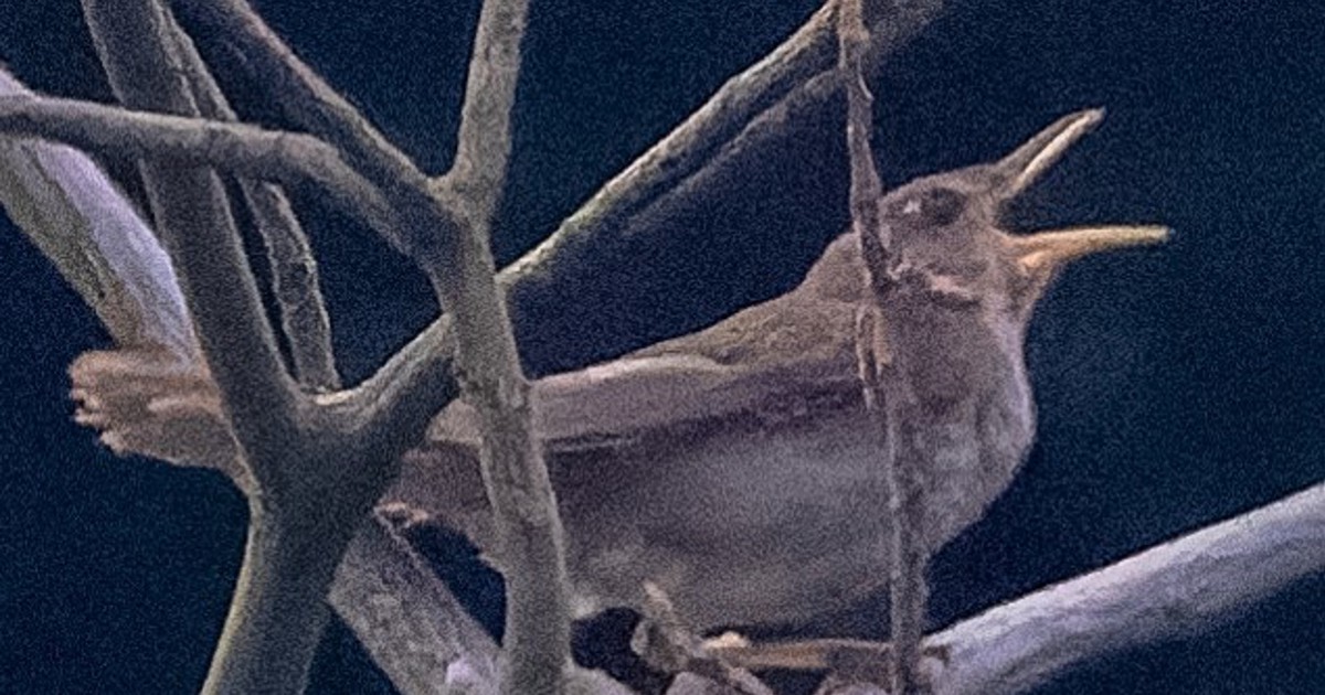 瀬戸内海の無人島 絶滅危惧の鳥ウチヤマセンニュウ確認 今治沖 | 毎日新聞