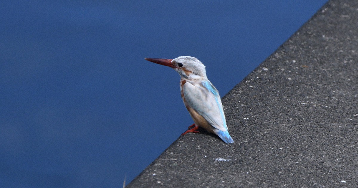 白いカワセミ」出現 野鳥愛好家、県外からも 鎌倉・柏尾川 ／東京