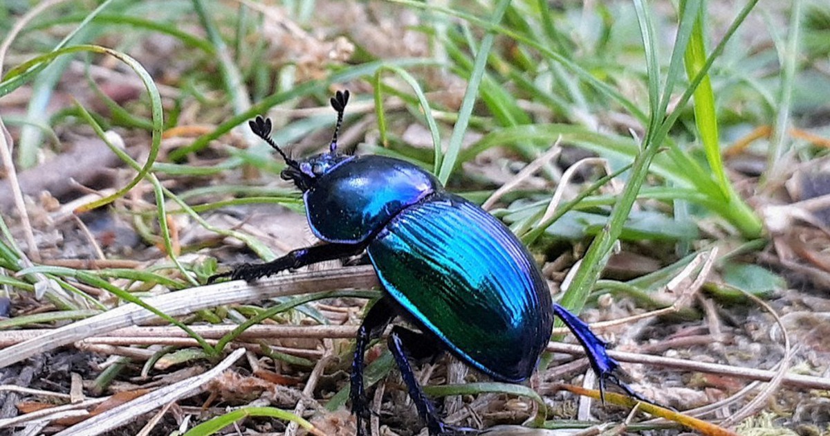 中学の時作ったフンコロガシ