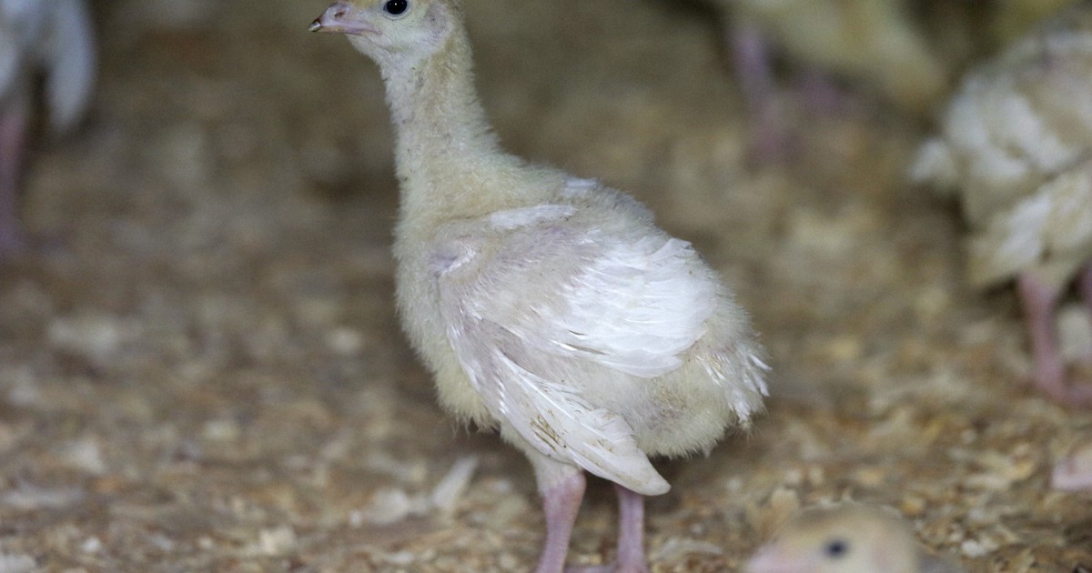 Deadly bird flu reappears in US commercial poultry flocks in Utah and South Dakota