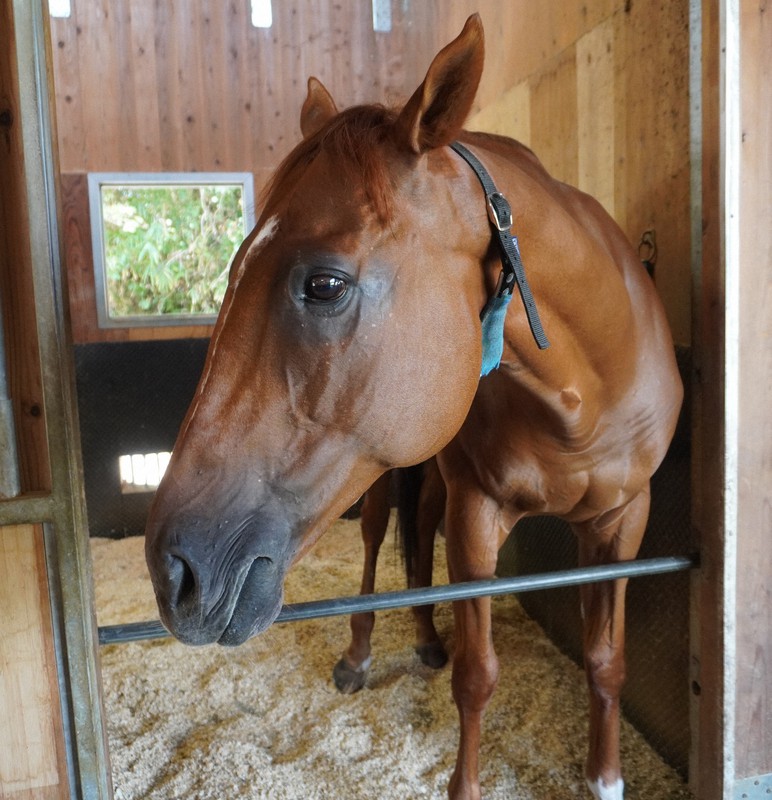 スポーツの今：引退競走馬を救い、人の心身を癒やす「共生」 滋賀