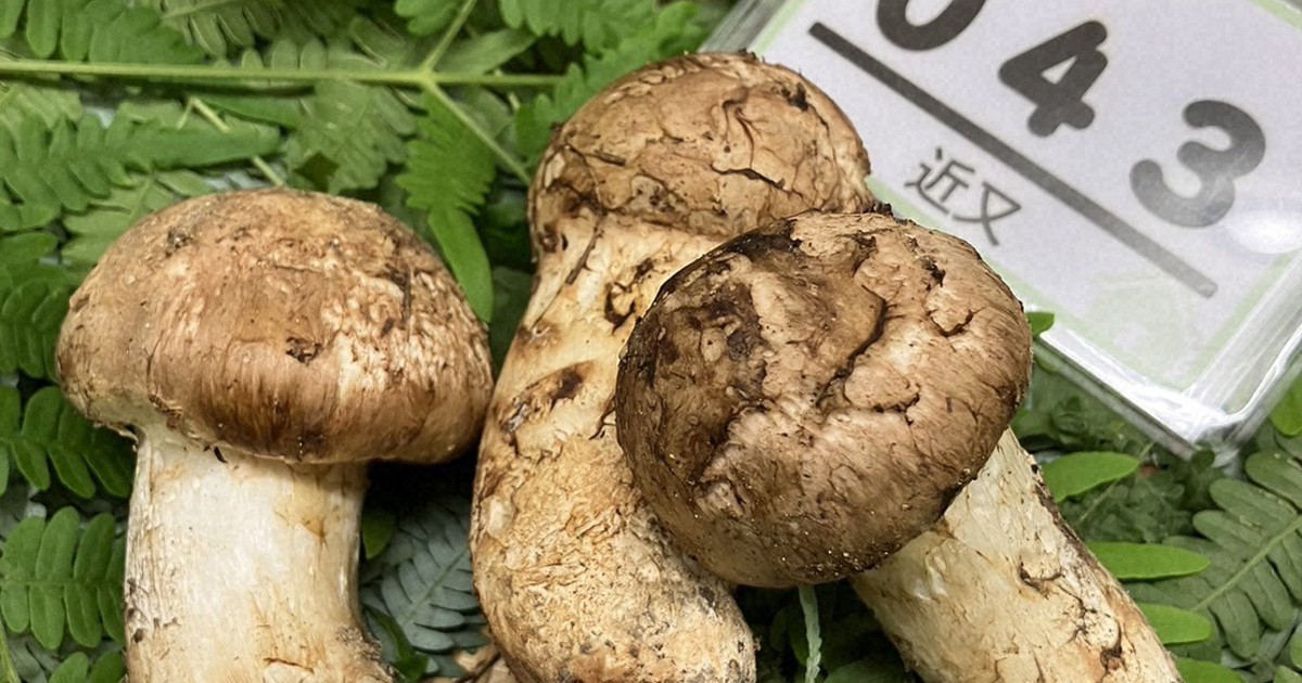 3 matsutake mushrooms sell for 6K at season's first auction in west