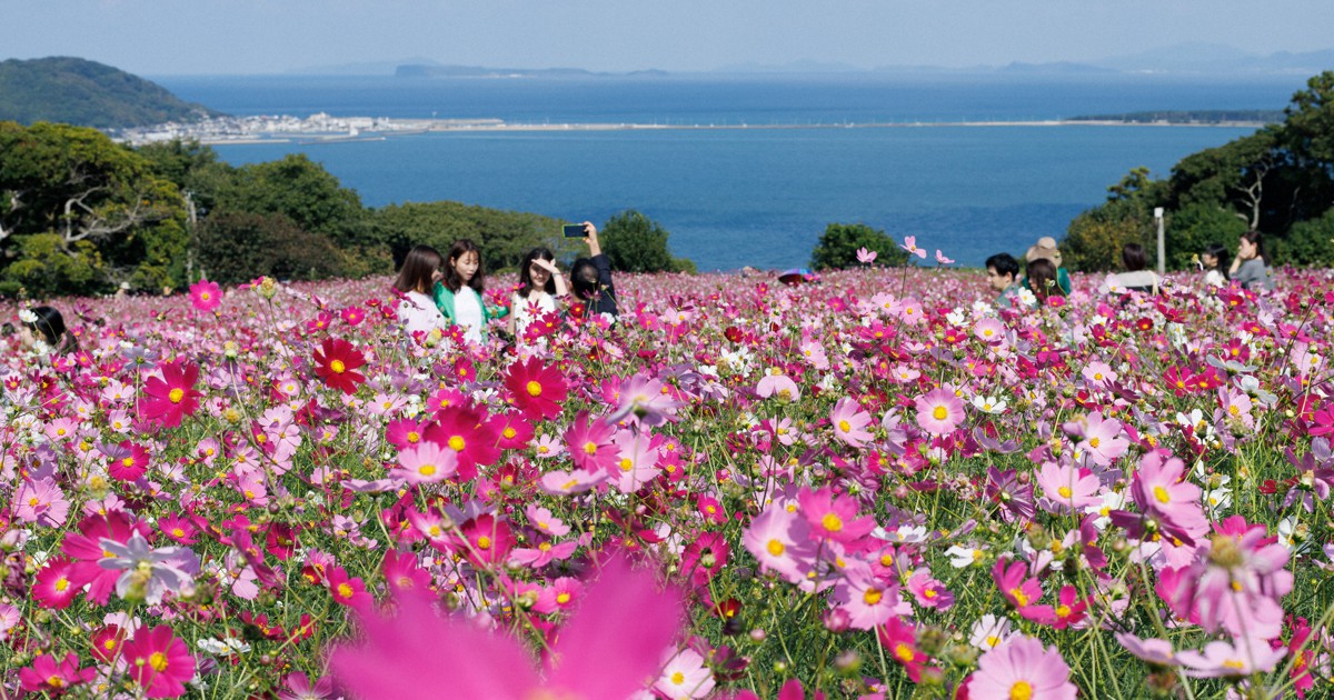 コスモス50万本満開 博多湾一望の丘で秋風に揺れ 福岡・能古島 | 毎日新聞