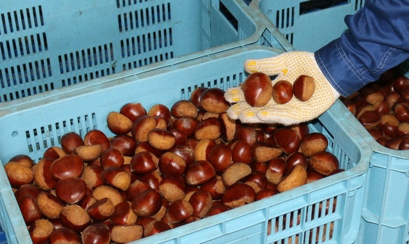 新鮮な栗 4Lサイズ 50kg JA山口美祢産 新鮮な栗 4Lサイズ 50kg JA山口美祢産