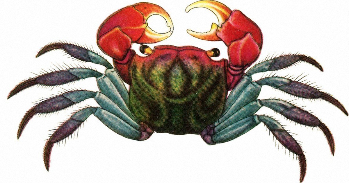 riorio82点おまとめ 図鑑　動物　海の生き物大図鑑 riorio82点おまとめ 図鑑 動物 海の生き物大図鑑 海のいきもの