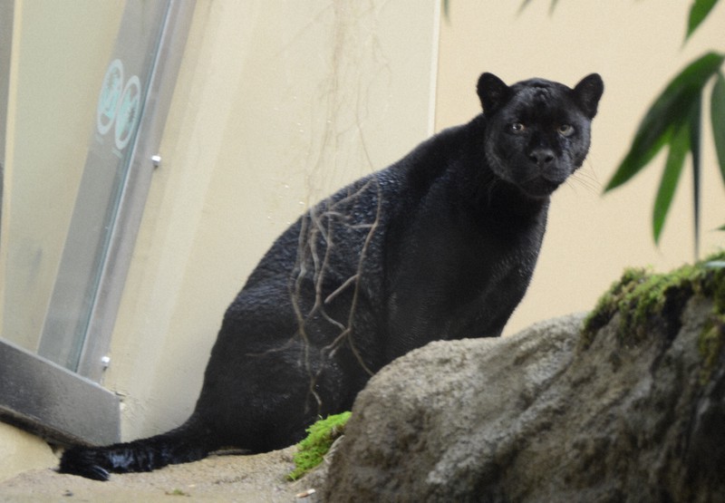 1000平方mのジャガー舎オープン 事業費10億円 東山動植物園 | 毎日新聞