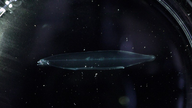 近畿大が完全養殖に成功したニホンウナギの子＝同大提供