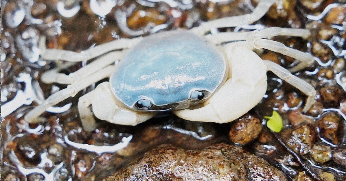 毎小ニュース：科学 サワガニ、海を渡って広がる？ | 毎日新聞