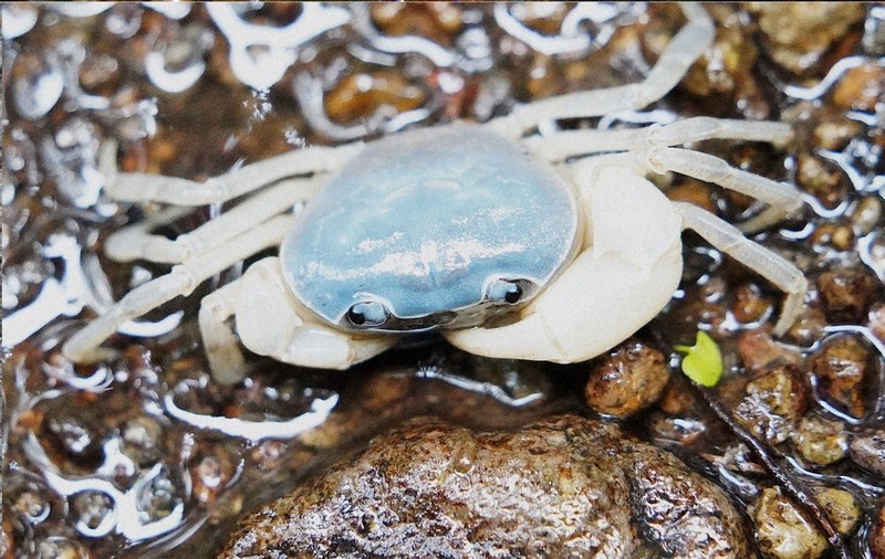 毎小ニュース：科学 サワガニ、海を渡って広がる？ | 毎日新聞