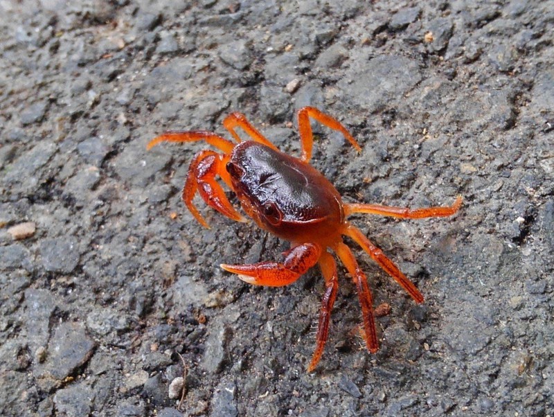 毎小ニュース：科学 サワガニ、海を渡って広がる？ | 毎日新聞