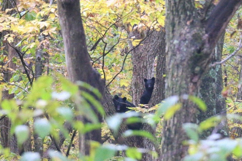 登山道でクマ2頭目撃 木陰に身を潜め「恐怖」 岩手山 ／岩手 | 毎日新聞