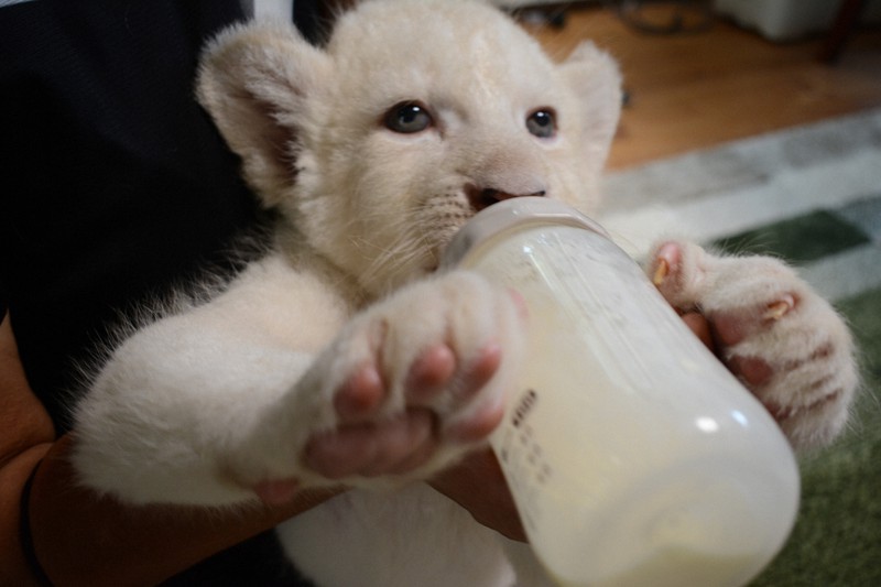 ホワイトライオンの赤ちゃん4頭、すくすく成長 千葉・成田 [写真特集10