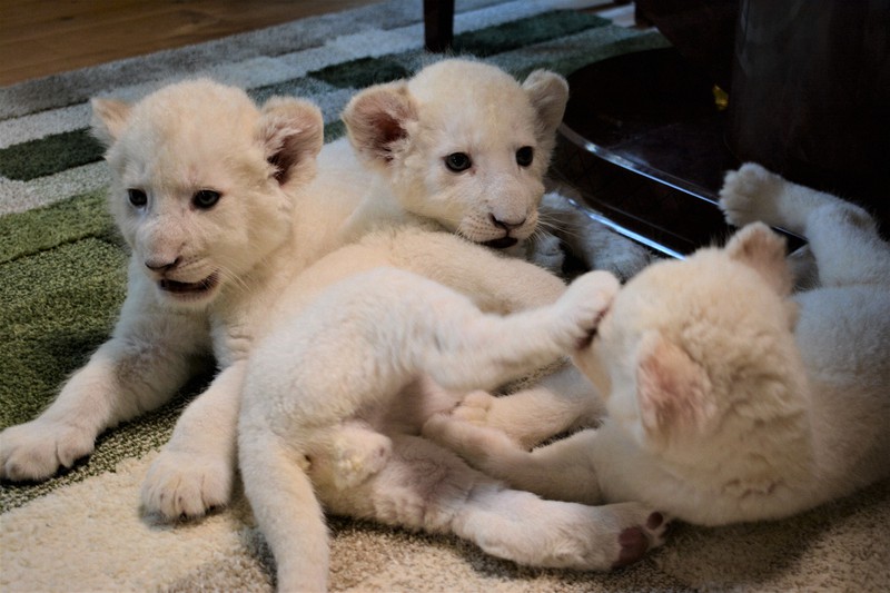 ホワイトライオンの赤ちゃん4頭、すくすく成長 千葉・成田 [写真特集10