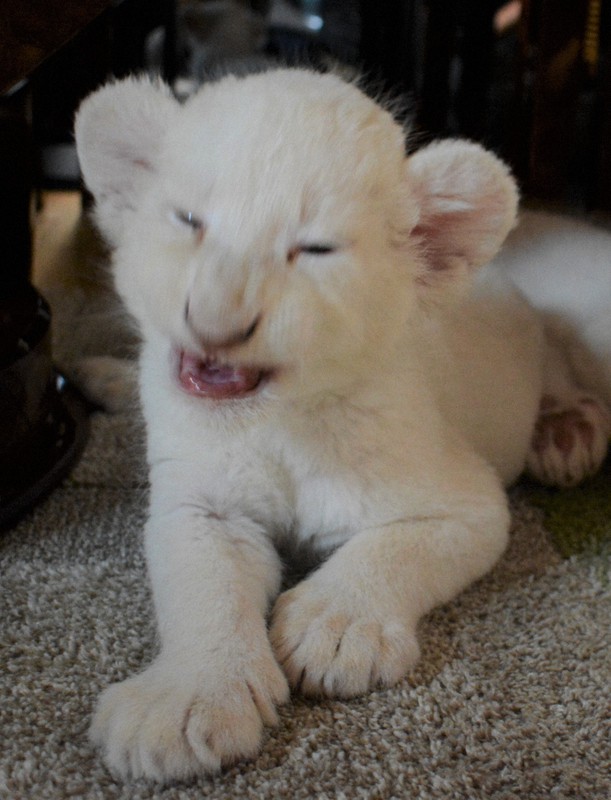 ホワイトライオンの赤ちゃん4頭、すくすく成長 千葉・成田 [写真特集10
