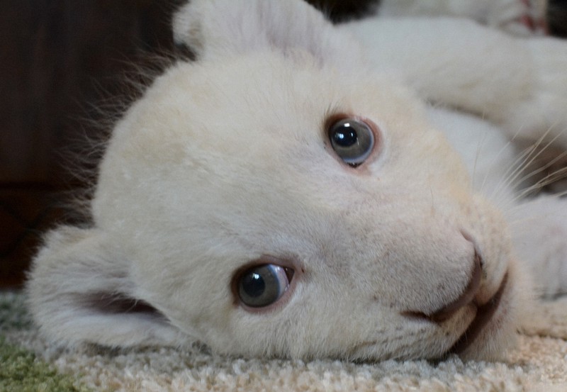 ホワイトライオンの赤ちゃん4頭、すくすく成長 千葉・成田 [写真特集10