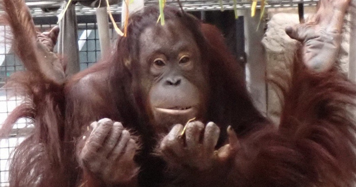 ベビー誕生に期待 平川動物公園 オランウータン来鹿 ／鹿児島 | 毎日新聞