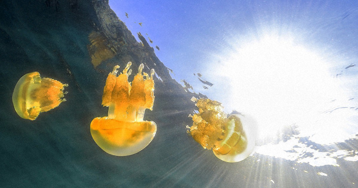 水中写真館：／28 ゴールデンジェリーフィッシュ | 毎日新聞
