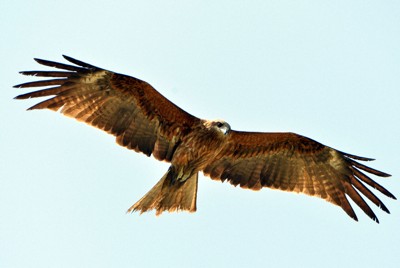 悠然と飛び回るトビ＝京都市上京区で2014年5月8日、森園道子撮影