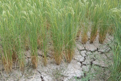 水不足でひび割れた水田＝新潟県上越市で2023年8月（新潟県提供）