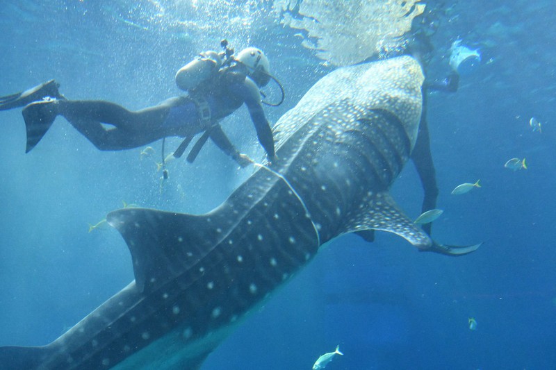 育ち盛りの全長6m ジンベエザメ、計量記念日に身体測定 海遊館 | 毎日新聞