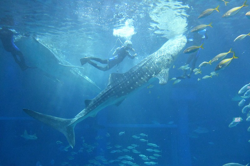 育ち盛りの全長6m ジンベエザメ、計量記念日に身体測定 海遊館 | 毎日新聞