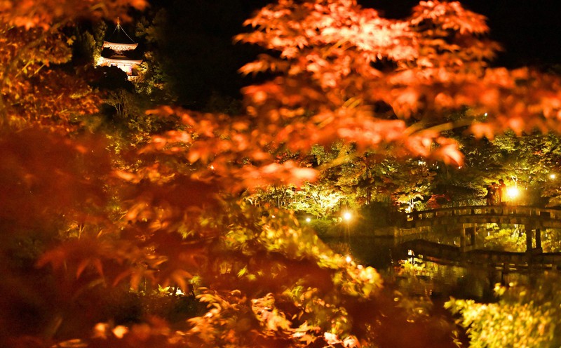 色づき始めたモミジ、水面彩る 京都・永観堂で試験点灯 | 毎日新聞