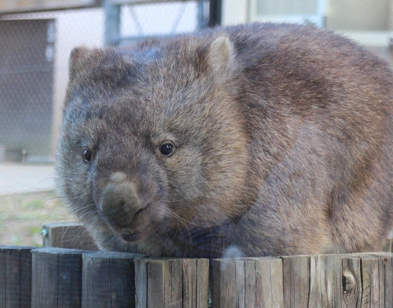 まるごとウォンバット 広がる愛好家の輪 | 毎日新聞