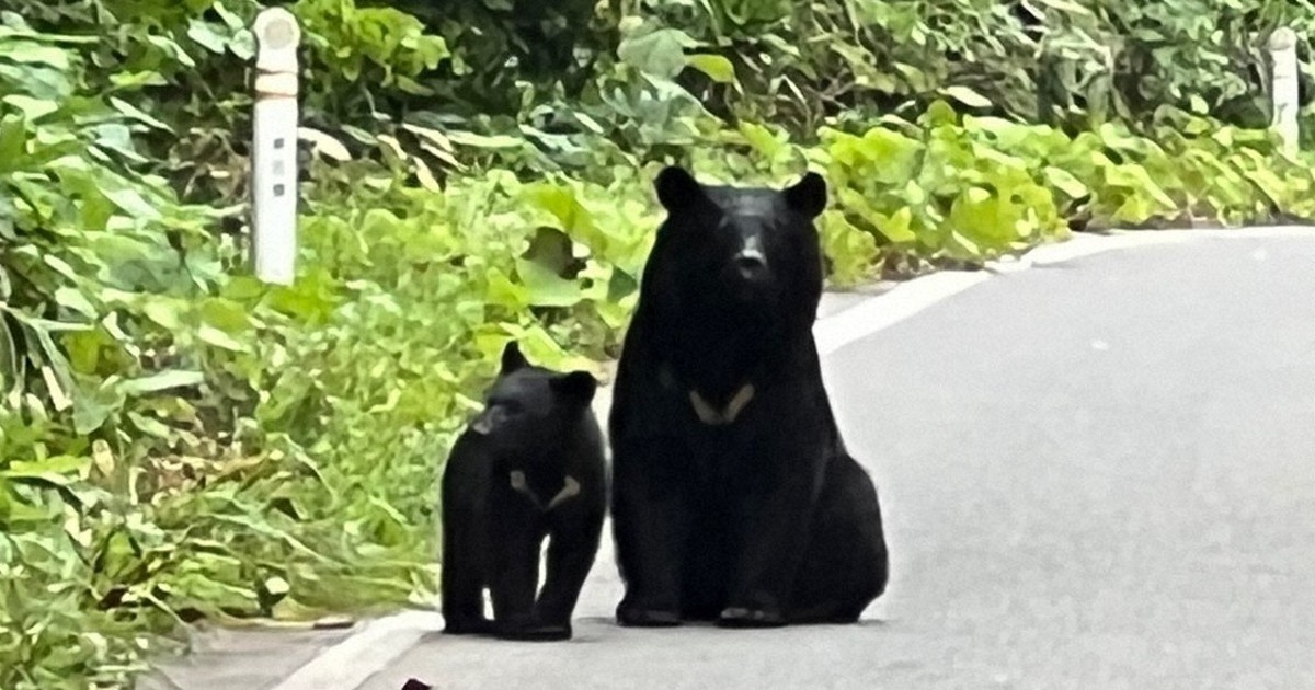 クマ被害が多発 環境省が生息調査へ、補正予算案に7300万円