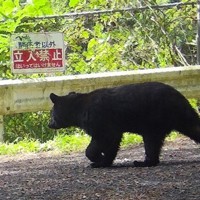 秋田県鹿角市で撮影されたツキノワグマ。北秋田市で5人を襲ったクマとは別である可能性が高い＝2023年9月（県提供）
