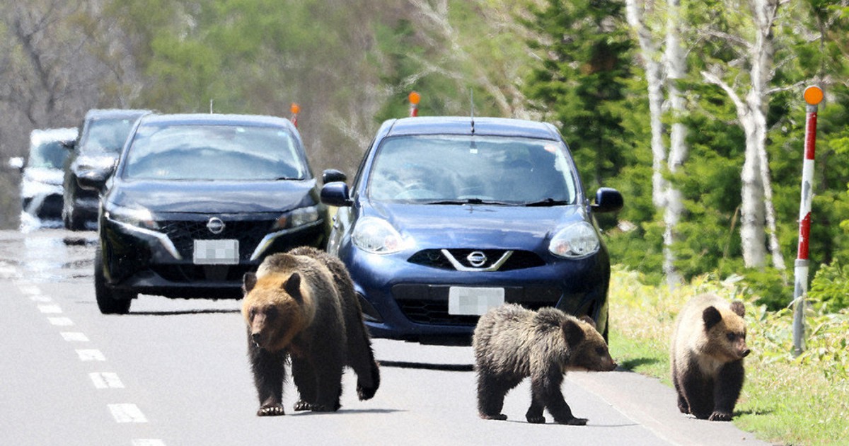 NEWSの窓：科学 クマ被害、過去最悪 野生生物への対処、難題