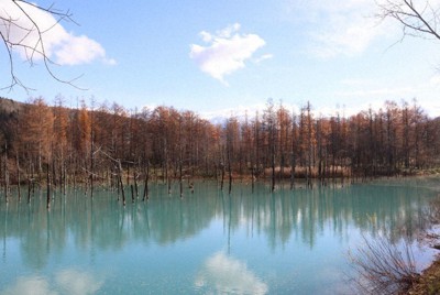 北海道美瑛町「青い池」停車費擬漲2至3倍以應對過度旅遊