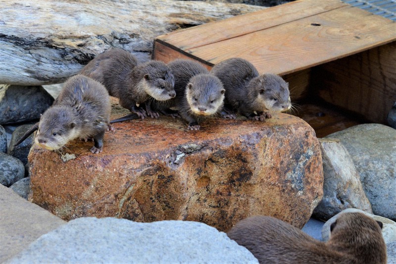コツメカワウソ、四つ子の赤ちゃん公開 山口・徳山動物園 | 毎日新聞