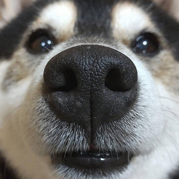 離れ離れになっても大丈夫 犬の鼻紋をAIで識別 アプリに防災機能 離れ離れになっても大丈夫 犬の鼻紋をAIで識別 アプリに防災機能