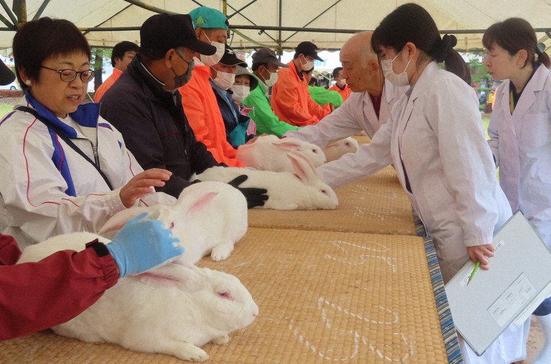 初の競売、3倍の高値で落札も 秋田でジャンボウサギのフェス | 毎日新聞