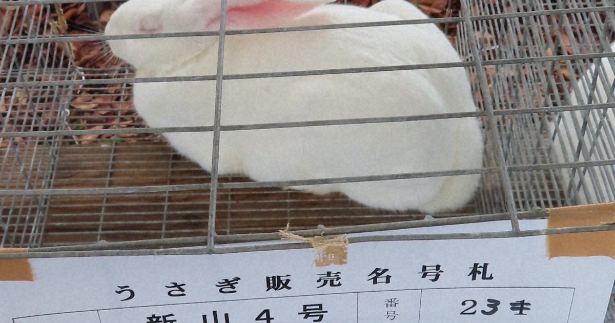 初の競売、3倍の高値で落札も 秋田でジャンボウサギのフェス [写真特集