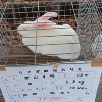 初の競売、3倍の高値で落札も 秋田でジャンボウサギのフェス [写真特集