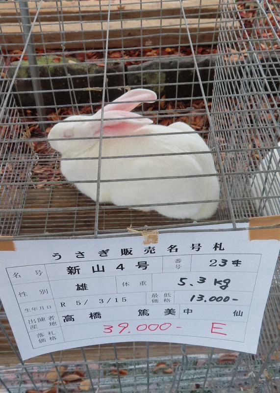 初の競売、3倍の高値で落札も 秋田でジャンボウサギのフェス [写真特集