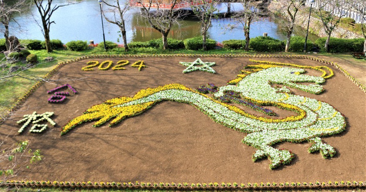8000株の力、魔を“断つ” 安倍文殊院 「辰」のジャンボ花絵 桜井 ／奈良
