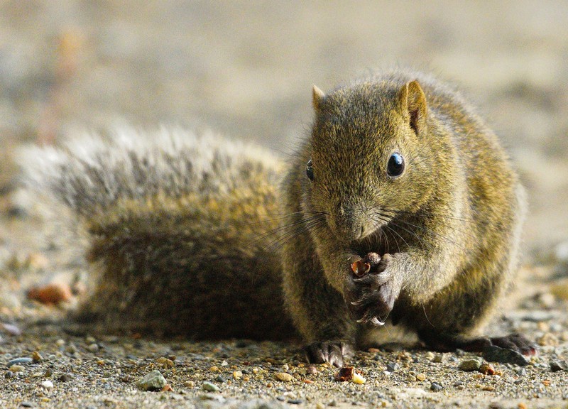 人気者だが…「異常」な捕獲数 鎌倉市、リス駆除の予算過去最高に