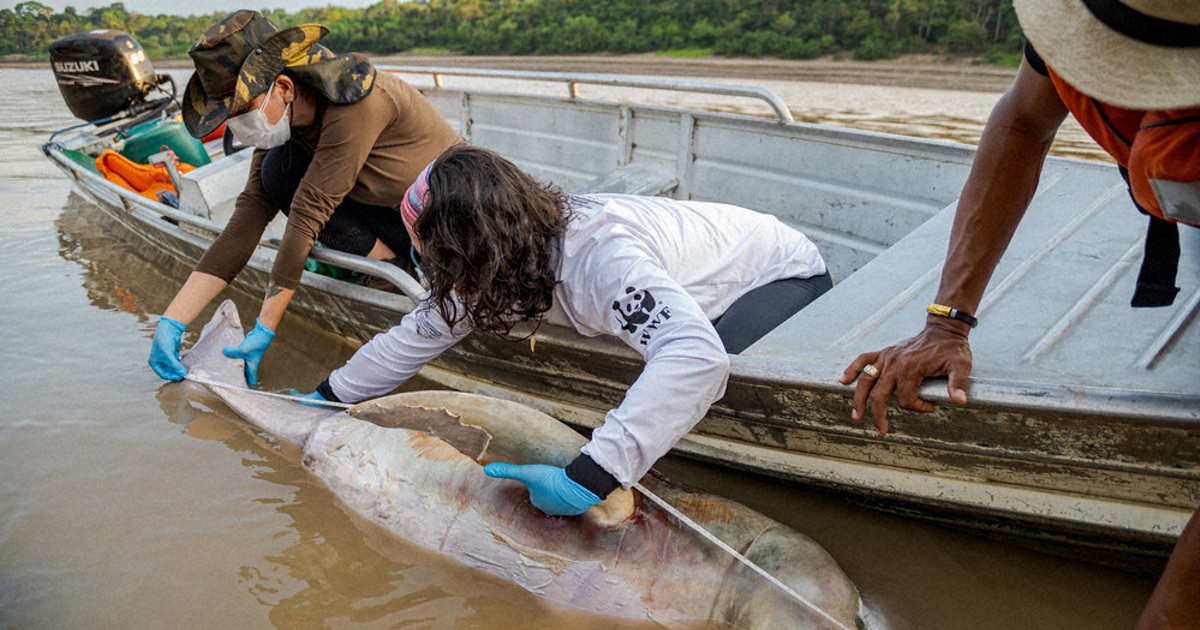 毎小ニュース：環境 イルカの大量死確認 ブラジルの熱帯雨林で 深刻な