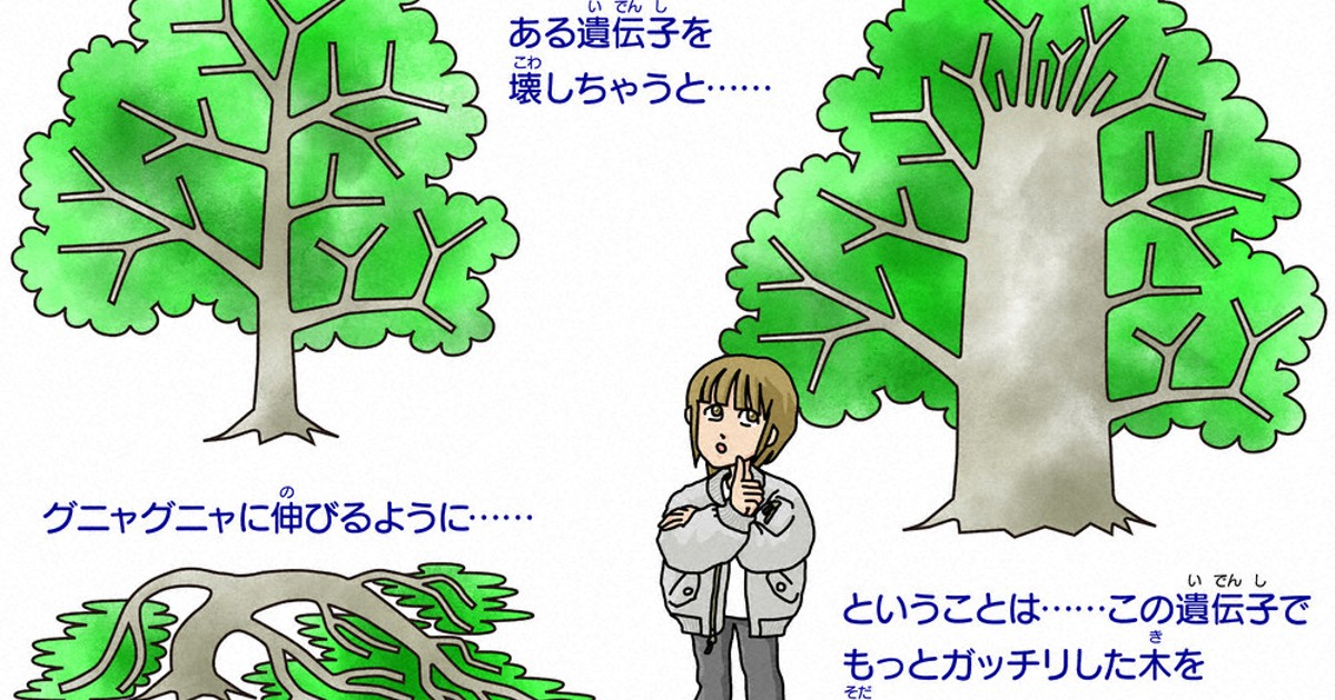 ふしぎのひみつきち：／86 今回のテーマ 木を変えていく | 毎日新聞