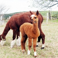生後1カ月がたち一般公開された「夕日」＝千葉県富津市のマザー牧場で2023年12月1日、浅見茂晴撮影