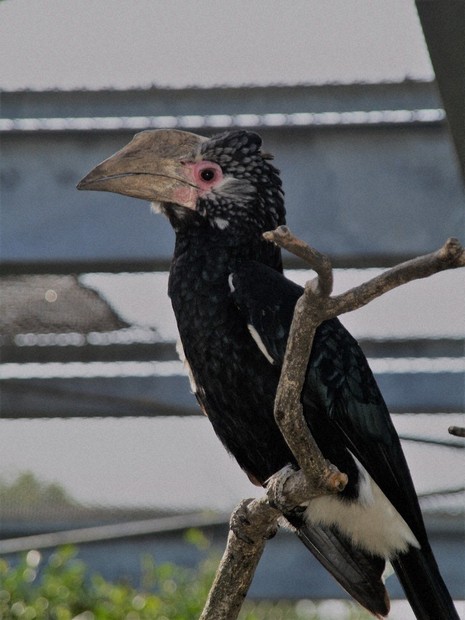 ギンガオサイチョウ逃走 県こども動物自然公園 「早く保護を…」 ／埼玉