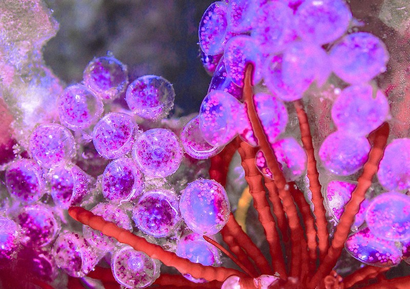 水素発生器 卵型 赤　水素たまご Amazon.co.jp: お風呂 水素生成器 水素たまご (ブルー) : ホーム＆キッチン