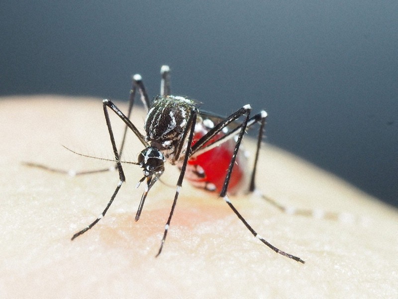 地球温暖化に伴い世界最悪の動物の生息地が拡大、懸念が高まる