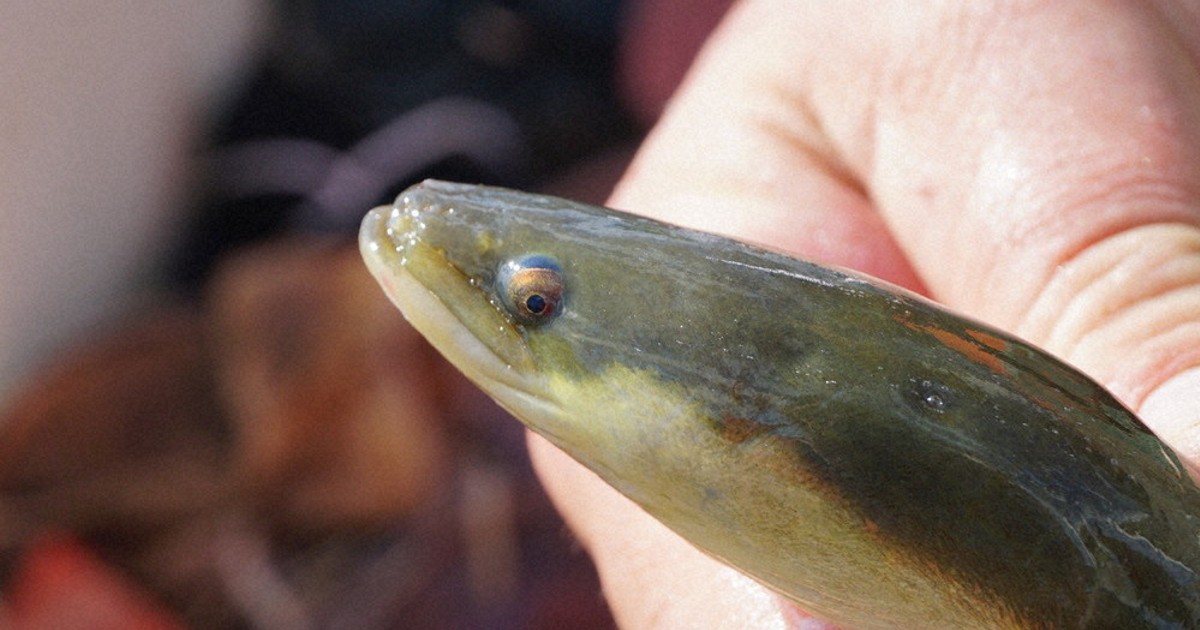 ペット 鑑賞魚用 絶滅危惧種日本うなぎ稚魚 モズクカニ