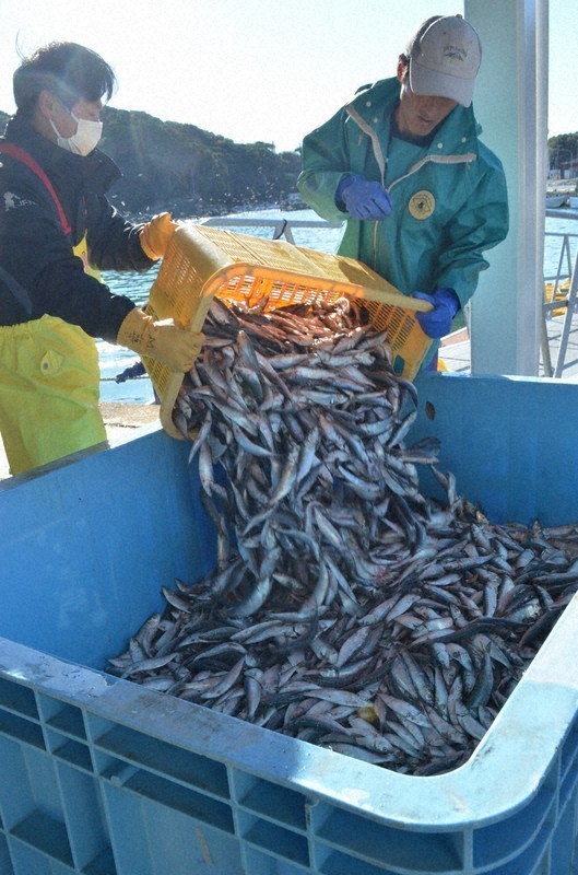 'Never seen before' Massive quantities of sardines wash up dead at